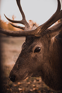 在自然栖息地里 野生栖息地荒野马鹿森林牛角毛皮红色公园鹿角野生动物哺乳动物图片
