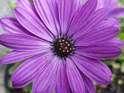 紫紫骨膜花图片