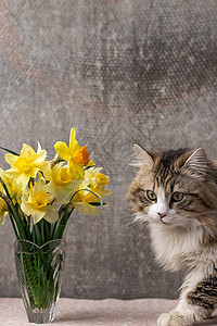 一只美丽的猫坐在有黄色水仙花瓶的花瓶旁尾巴动物哺乳动物食肉宠物爪子短发猫咪捕食者小猫图片