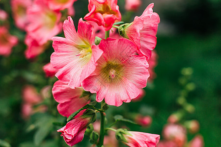 绿色院子里的粉红鲜花图片