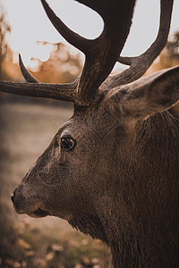 在自然栖息地里 野生栖息地鹿角野生动物公园男性麋鹿场地荒野季节红色棕色图片