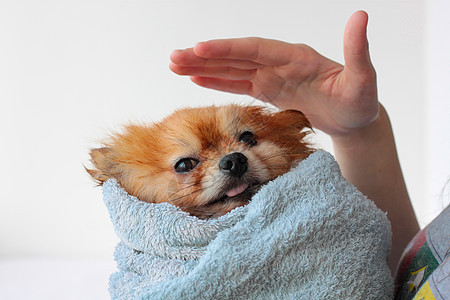 一只湿湿的小罗马狗被裹在毛巾上 一只手把狗绑在头上图片