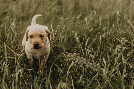 一只小狗拉布拉多人走在绿草地上地面猎犬毛皮兽医爪子宠物耳朵乐趣眼睛跑步图片