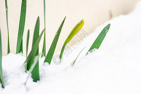 雪下花园的植物种植背景图片