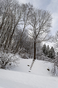 雪上冬日的树场景冻结天气脚步季节蓝色降雪天空雪花公园图片