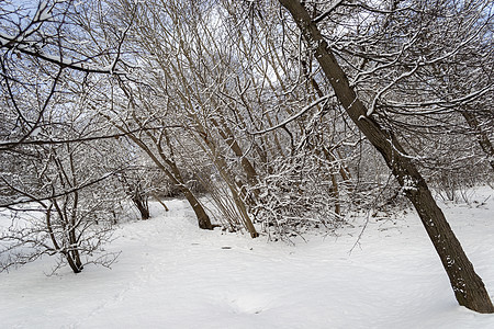 雪上冬日的树降雪蓝色脚步冻结场景树木天空雪花公园木头图片