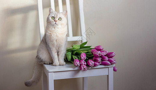 一只美丽的白猫坐在一束郁金香的花朵旁 在浅色背景上图片