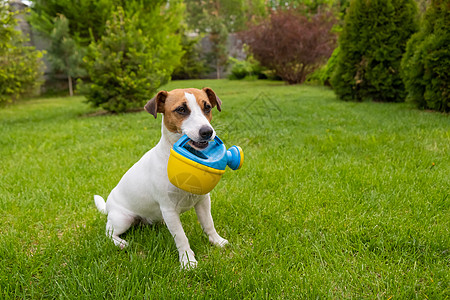 狗杰克罗素泰瑞站在草坪上 拿着水罐诡计宠物享受种植灌溉爱好草地犬类园丁帮助图片