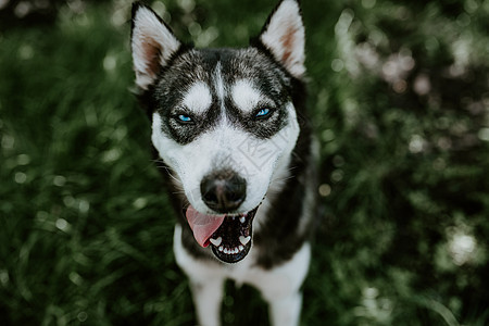 一只蓝眼睛的哈斯基育种狗坐在绿草上犬类小狗舌头动物公园哺乳动物毛皮捕食者野生动物荒野图片