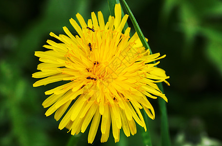 黄色花朵和蚂蚁紧贴在一起图片