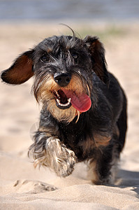 Dachshund狗跑过海滩上的沙滩图片