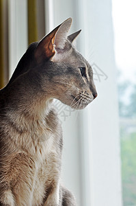 东方短发猫坐在窗户上说谎尾巴身体良种兽医展示耳朵宠物胡须天气图片