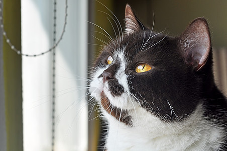 英国短毛猫 黄眼睛亮亮动物小猫宠物棕色白色头发猫咪黄色眼睛毛皮图片