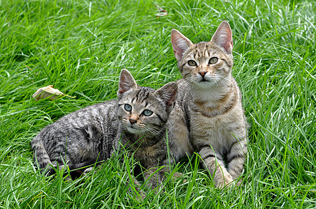 两只条纹小猫坐在草地上虎斑后代毛皮垃圾花园场地猫科宠物手足动物图片