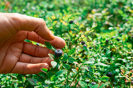 收集森林蓝莓 一只手拔出蓝莓贝利图片