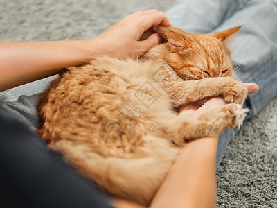 可爱的姜猫睡在女人的膝盖上 毛毛可舒服地安顿在宠物主人的腿上图片