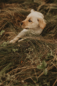 一只小狗拉布拉多人走在绿草地上猎犬毛皮地面动物舌头院子兽医跑步爪子宠物图片