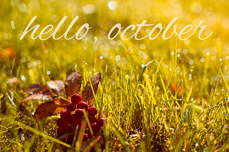 秋天 秋天的旗帜 上面写着问候你好十月 金色的田野 叶子和浆果图片