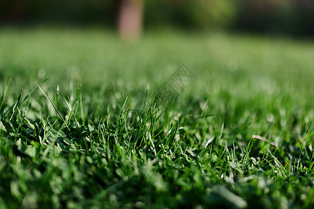 绿春草在清空中生长 在阳光下紧贴图片