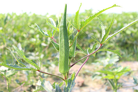 女士手指在树上固定宏观自然植物生长公司树叶收成食物叶子蔬菜图片