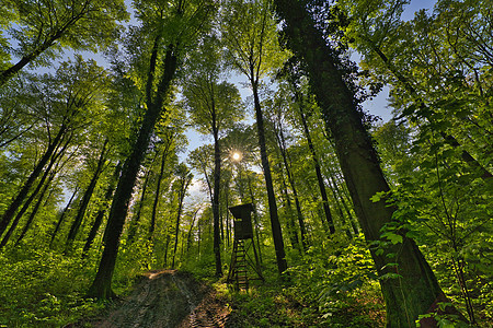 德国 五月的树向天空中 有一望无间木头植物公园太阳环境季节蓝色晴天树叶风景图片