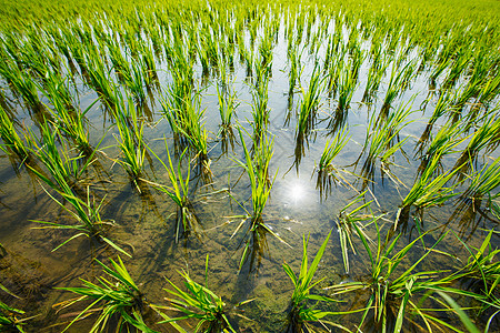 稻田粮食绿色活力农业谷物农作物土壤高清图片
