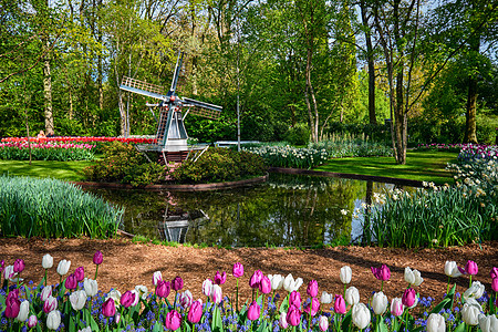 Keukenhof花园 荷兰里塞农村观光旅游郁金香吸引力风景植物风车旅行地标图片