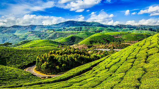 印度喀拉拉邦Munnar绿色茶叶种植园旅游信箱横幅墙纸爬坡风景农业丘陵全景山脉图片