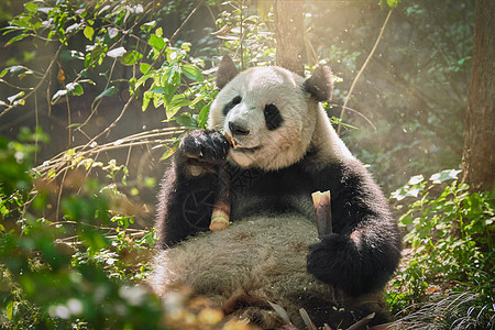 中国巨熊熊大熊树木物种哺乳动物森林旅游热带危害濒危公园竹子背景图片
