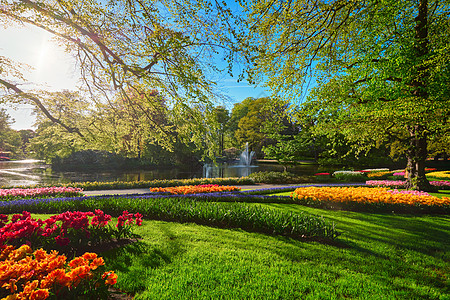 Keukenhof花园 荷兰里塞旅游郁金香风景场地全景花园吸引力植物群观光旅行图片