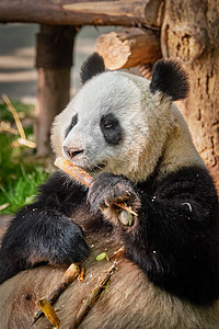 中国巨熊熊大熊动物野兽热带树木哺乳动物旅游野生动物物种竹子公园图片