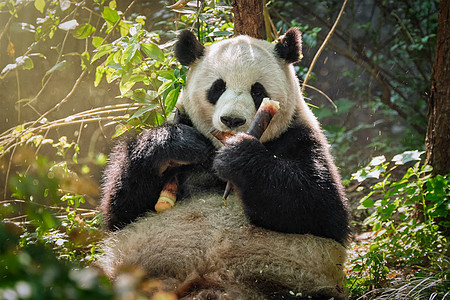中国巨熊熊大熊竹子物种大熊猫危害野生动物荒野森林濒危热带动物图片