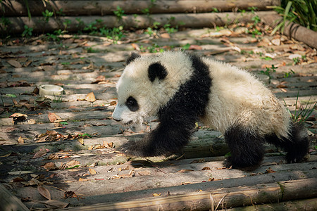 中国巨熊熊大熊大熊猫竹子森林热带荒野危害动物熊猫哺乳动物游客图片