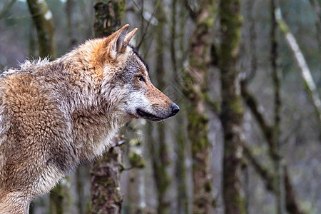 靠近一个成年狼群 在森林中漫步荒野狼疮猎人动物木材犬类哺乳动物危险毛皮鼻子图片