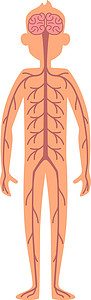 神经系统招贴画 人体解剖模型图片