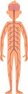 神经系统招贴画 人体解剖模型图片