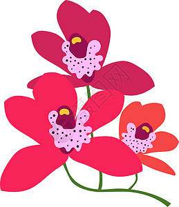 明红花 热带森林兰花植物图片