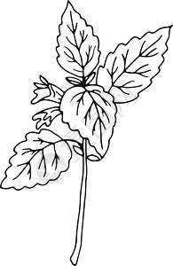 薄膜植物 天然草药花植物图画图片