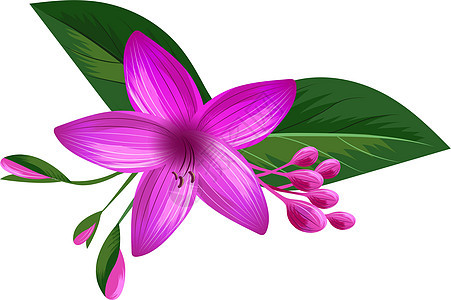 明紫紫花花 丛林森林天然植物图片
