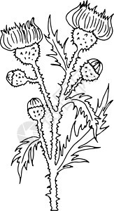 草药花粉植物 无露水的石膏植物图片