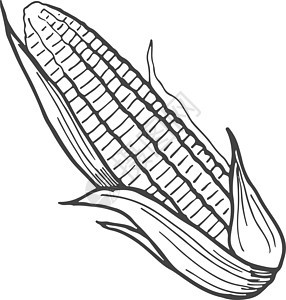 Corncob 雕刻 手画玉米 农场植物图标图片