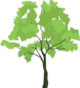 Linden树 绿色花园植物自然符号图片