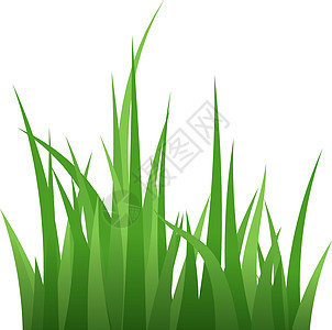 绿色绿草叶 新鲜的夏季植物 生态符号图片
