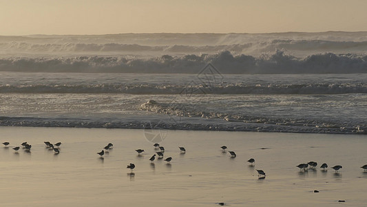 海洋海浪和沙鼠鸟在海滩上奔波 小沙管小船浮游的海鸟狙击教头野生动物飞溅海景栖息地跑步支撑波浪鸟类图片