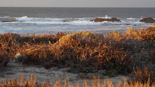 落基海滨 海浪剧烈 蒙特里海滩 加利福尼亚 鸟儿飞翔海岸野生动物海滩卵石摄影波浪动态岩石壁纸飞溅图片