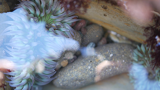 潮汐池水中的海葵触角 潮汐池中的动脉膜动物海岸海洋情调触手宏观动物学荒野水族馆生物图片