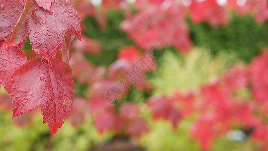 雨滴 红色的秋天枫树叶 水滴 湿落叶在森林里叶子绿色植物公园季节树叶湿度天气图片