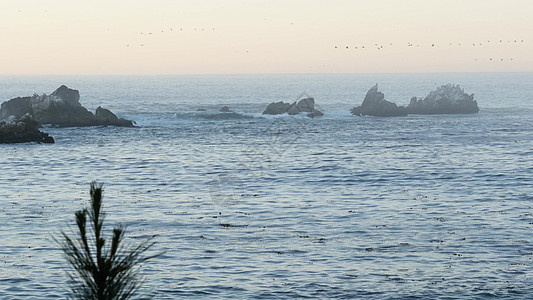 佩利肯人羊群 岩石悬崖岛 海洋 加利福尼亚州日落动物群团体波浪野生动物嵌套飞行移民栖息地荒野图片