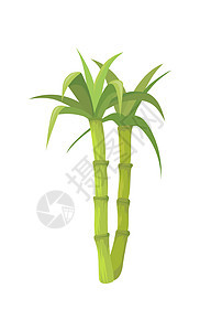 竹茎和叶子 木棍绿叶种植甘蔗 卡通矢量平面图标插图图片