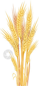 谷物作物花束 收割符号 卡通耳朵图片